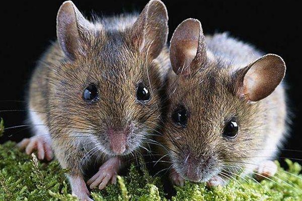 鼠類的危害及防制